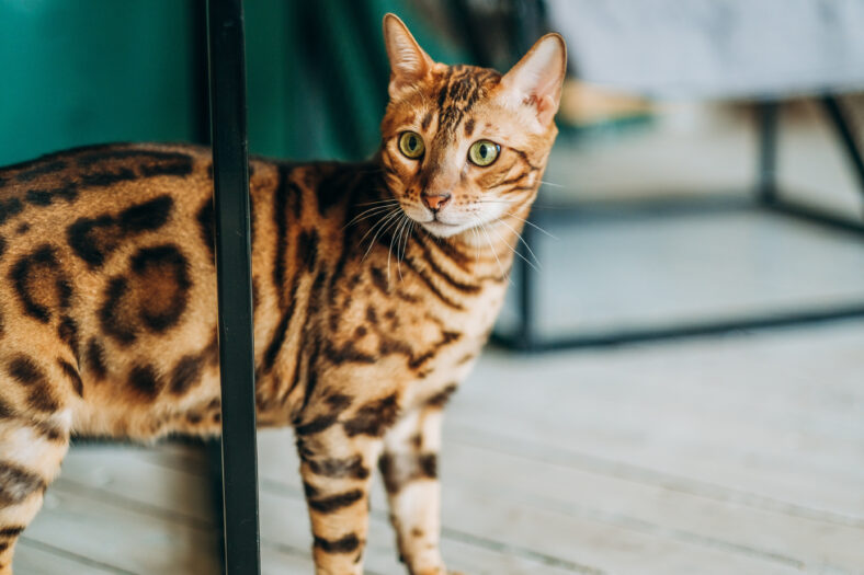 A young Bengal cat walks around the room. Love for pets. The cat bypasses its possessions.