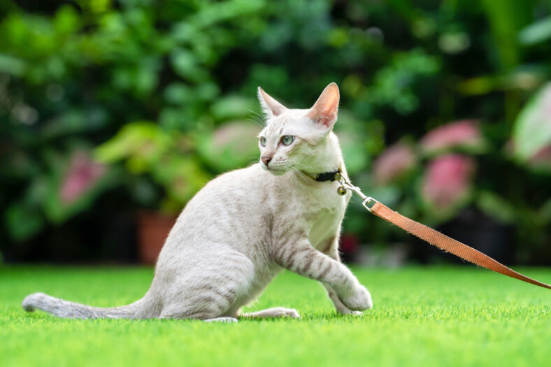 American Shorthair cat with green and blue eyes was taken for a smart walk by its owner in the grassy garden with collar and leash.