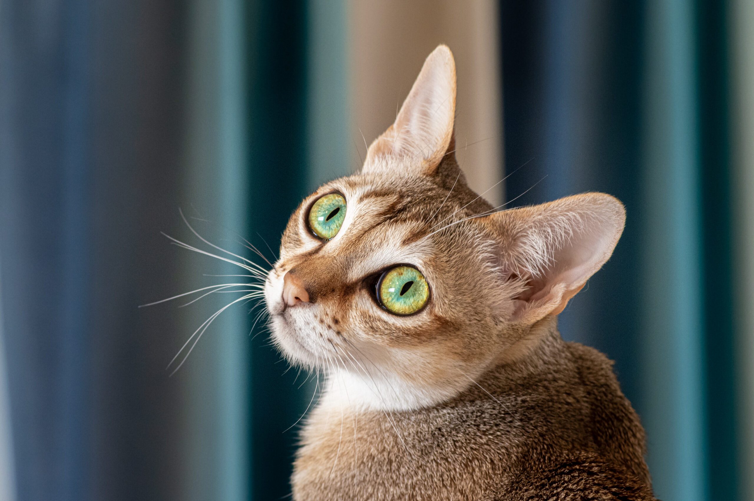 Singapura cat portrait