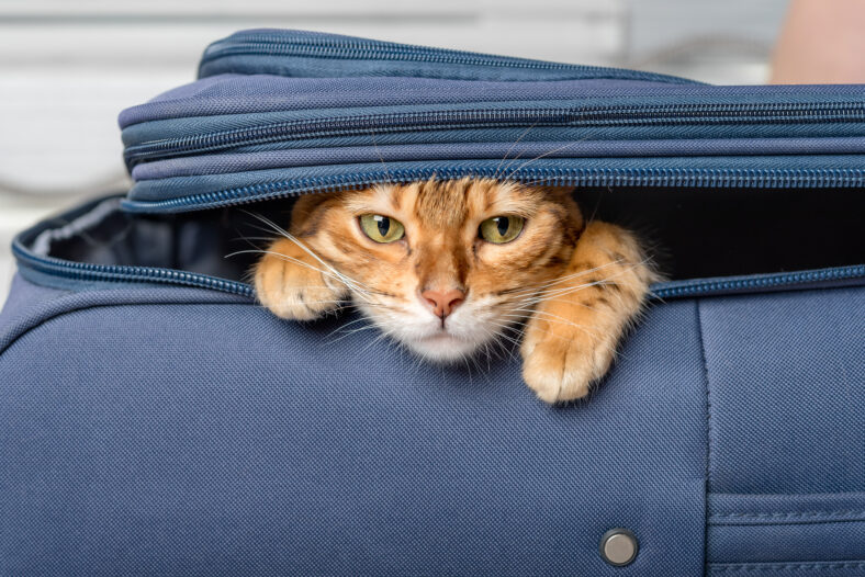 Close-up of a Bengal cat hiding in a blue suitcase.