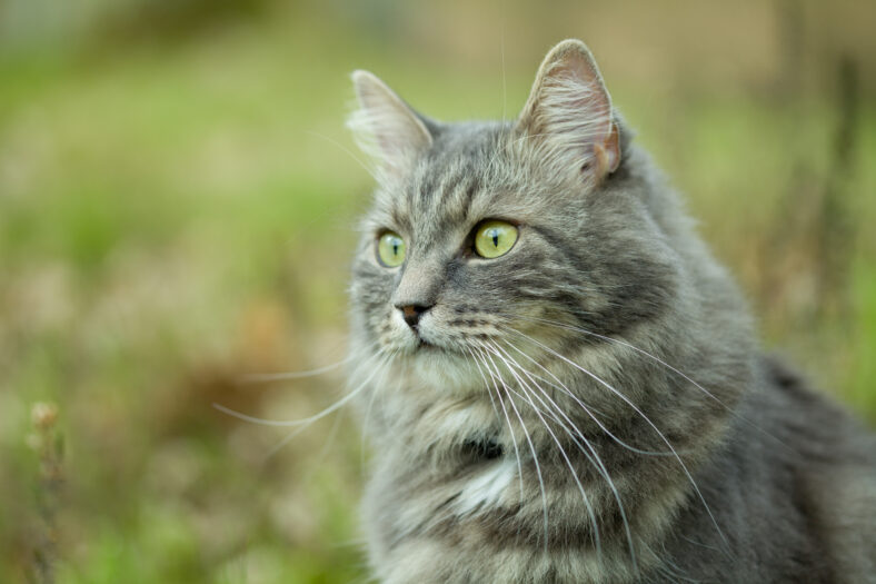 Gray siberian cat walking in forest