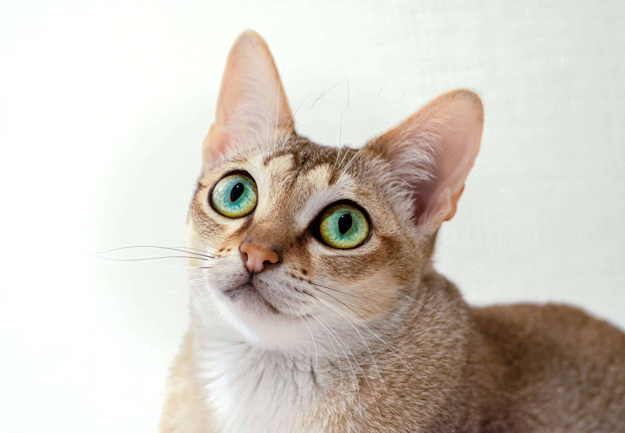singapura cat