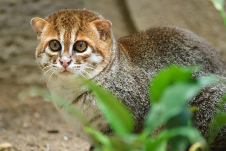 Flat-headed cat