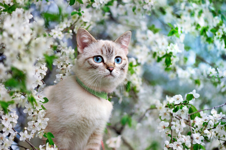 Beautiful cat with blue eyes at the blooming cherry tree