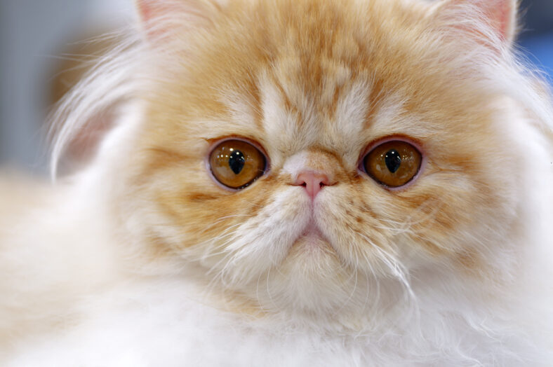 Young exotic persian cat, white and light brown fur, close-up portrait