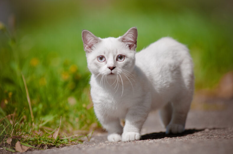 munchkin kitten with short legs