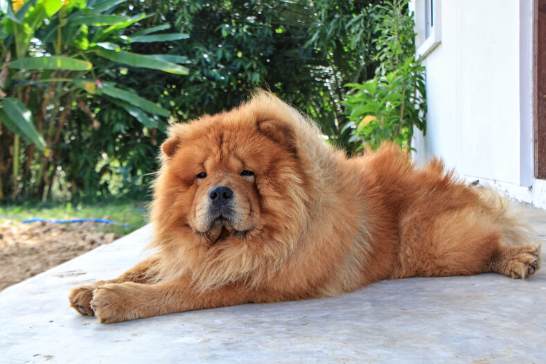 The dog Chow Chow lay motionless in front of the door. The fur is well taken care of.