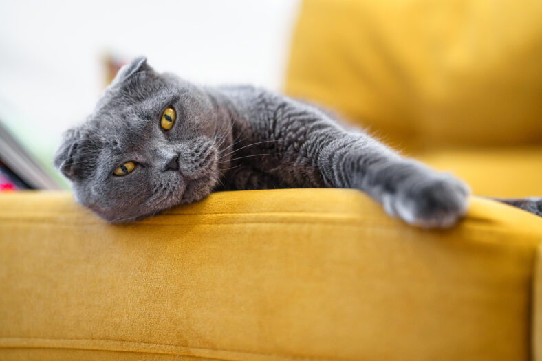 Grey cat scottish fold on yellow sofa at home