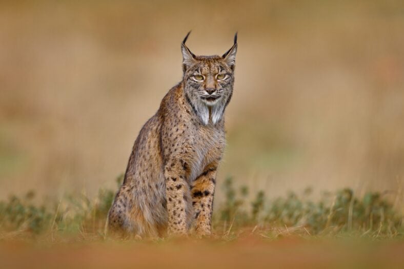 Spain wildlife. Iberian lynx, Lynx pardinus, wild cat endemic to Iberian Peninsula in southwestern Spain in Europe. Rare cat walk in the nature habitat. Canine feline with spot fur coat, sunset light.
