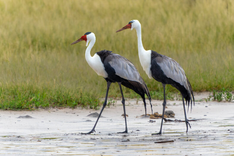 Wattled Crane courtship dance. These wattled crane (Grus carunculata), a threatened monogamous species of crane, where where making a courtship dance in the Okavango Delta in Botswana