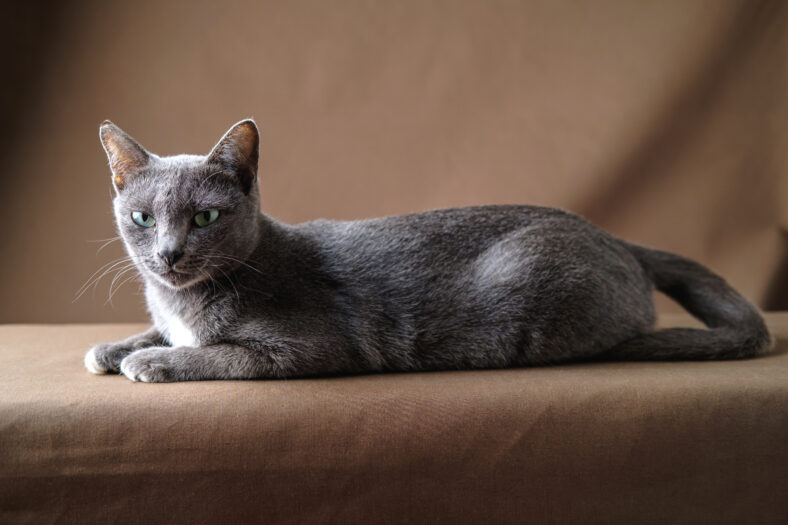 Portraits Old Korat cat lies on the brown cloth and has fierce eyes, Selective focus on the eyes, copy space for your text.