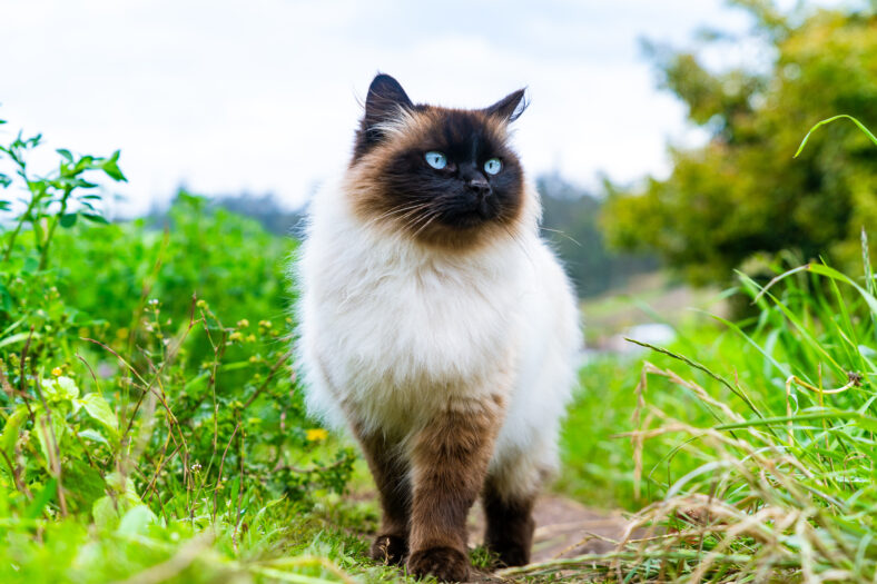Himalayan breed male cat