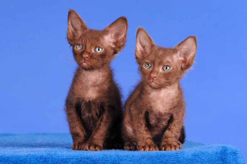 LaPerm kittens