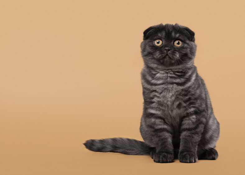 Black smoke scottish fold kitten on light brown background