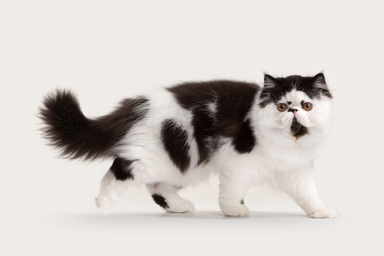 small persian kitten on white background