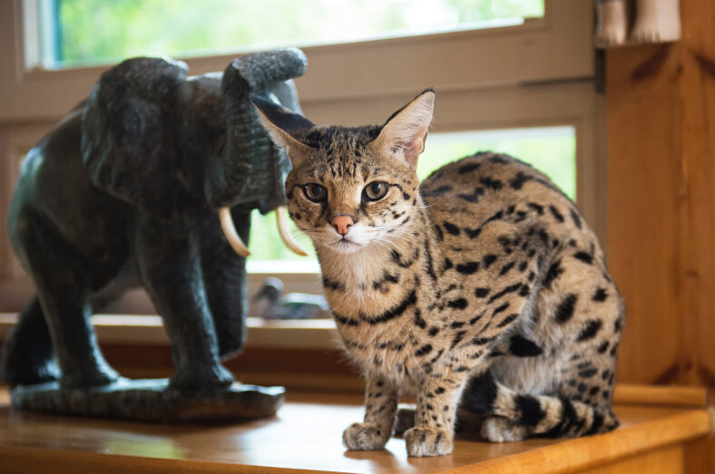 Savannah cat portrait