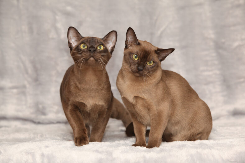 Beautiful brown Burmese cats in front of silver blanket