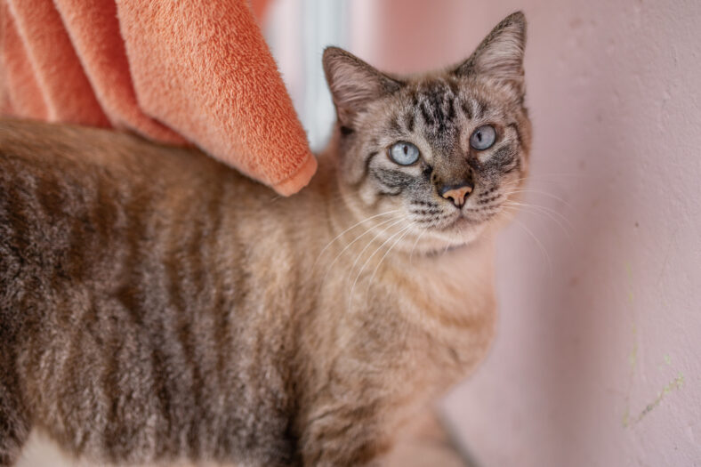 Colorpoint Shorthair cat