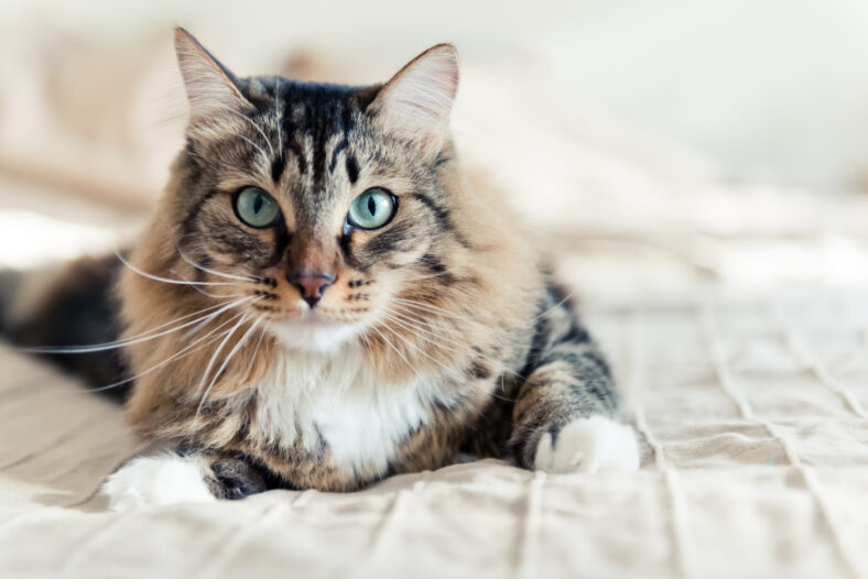 cat lying on bed