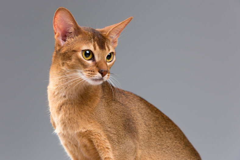 Purebred abyssinian young cat portrait isolated on gray