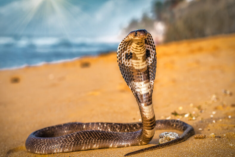 Portrait of beautiful poisonous cobra on the tropical beach