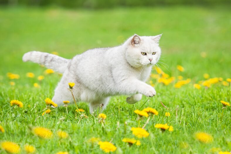 White british shorthair cat running on the field with dandelions