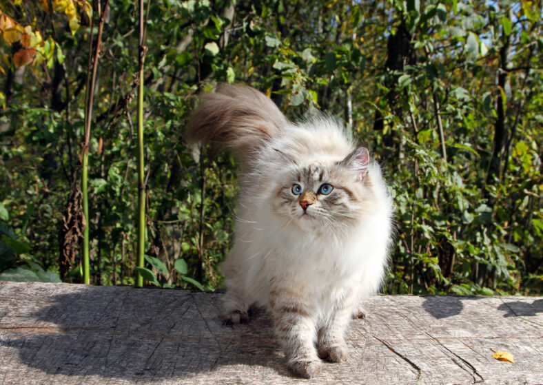 Siberian nevsky cat in a autumn nature