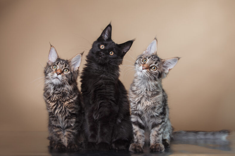 Maine Coon kitten portrait