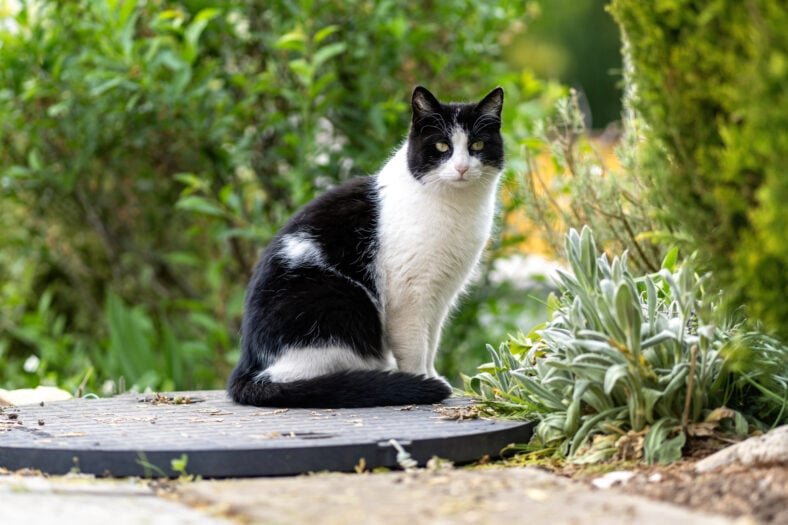 A black and white domestic cat sits outside in the summer in a garden full of plants and flowers.