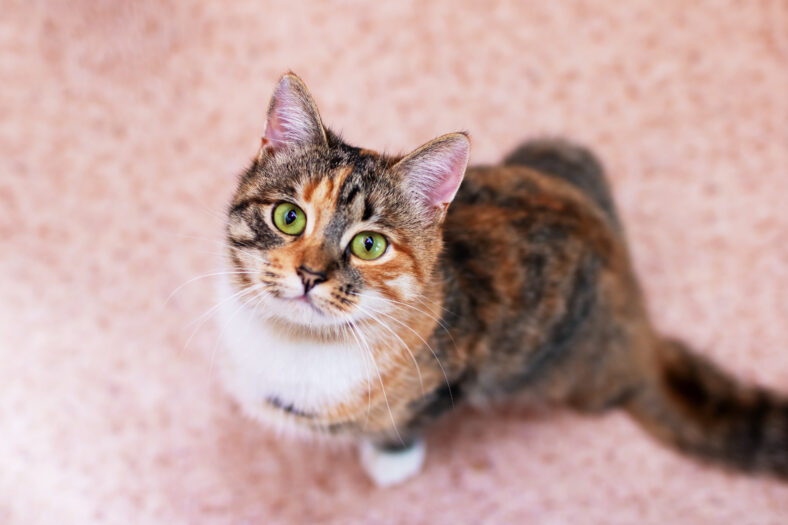A beautiful calico cat sporting vibrant green eyes is gazing up curiously at the camera, capturing the moment with its charming presence