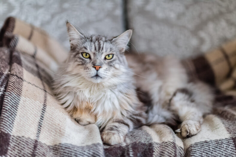 Majestic main coon cat on the brown checked plaid, shallow depth of field, blur background