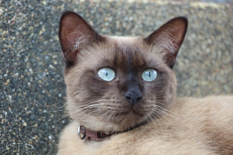 A close-up of a brown Siamese cat with piercing blue eyes, wearing a collar, stares intently into the distance — a portrait of feline elegance and quiet strength with selective focus.