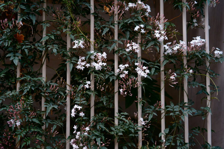 Beautiful white jasmine flowers intertwining on a vertical structure, illustrating nature's artistry and resilience. The greenery and blossoms provide a serene and intimate natural ambiance.