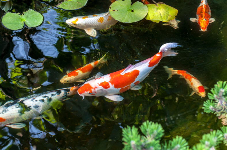 Colorful decorative fish float in an artificial pond, view from