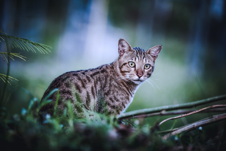 Pretty bengal cat sitting on green grass and looking at camera. Outdoor at daytime. Animal life on natural green background. Dark tone.