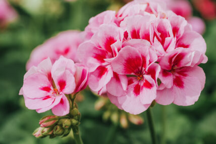 Close up image of bright pink geranium