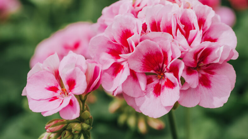 Close up image of bright pink geranium