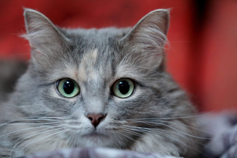 Close up portrait of a fluffy grey cat