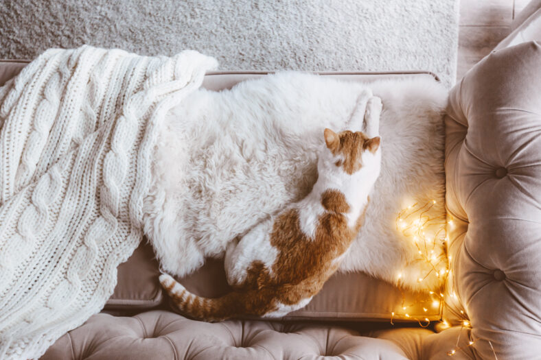 Cat sleeping on a couch on furry blanket one winter day. Cosy scene, hygge concept, top veiw.