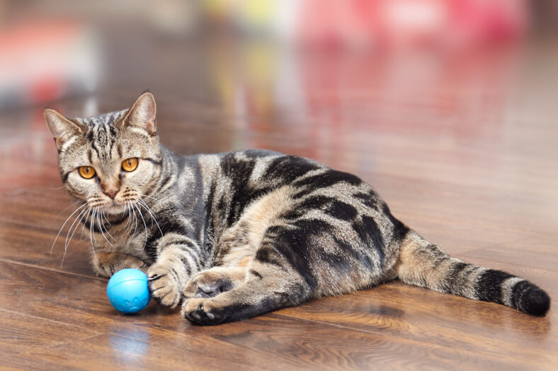 British Short hair Breed cat with bright yellow eyes lays on the wooden floor with a little blue ball toy. Tebby color, indoors. Cute cat at home, family pet. Copy space, close up.