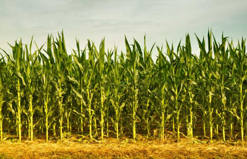 Cornfield