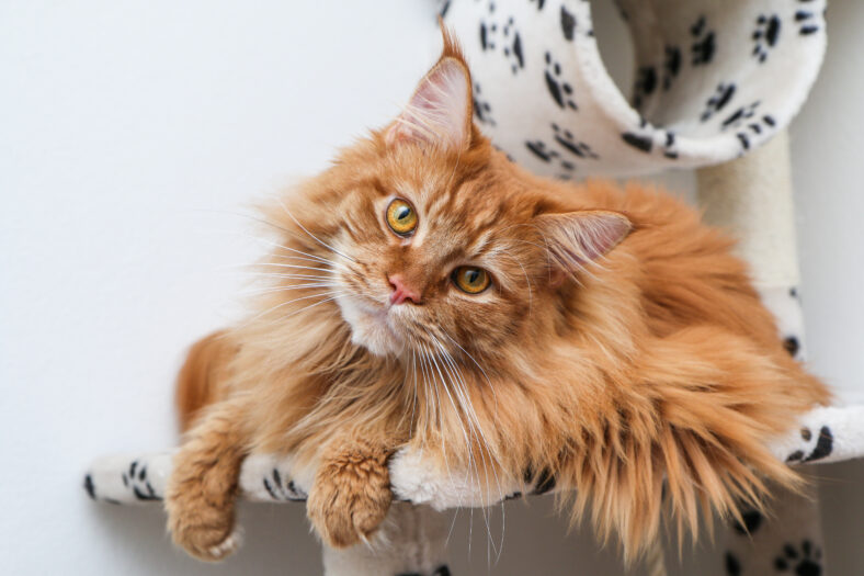 A cute Maine Coon cat is lying on the play house and is relaxing.
