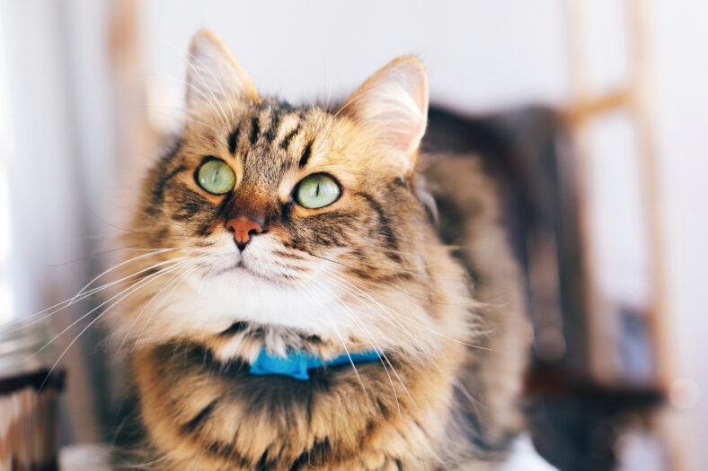 Cute cat looking with green eyes sitting on table. Maine coon with funny emotions relaxing indoors. Adorable furry friend, adoption concept