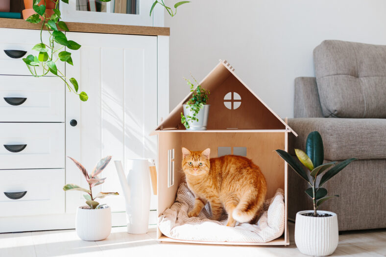Ginger cat in wooden cat house living room scandinavian modern interior