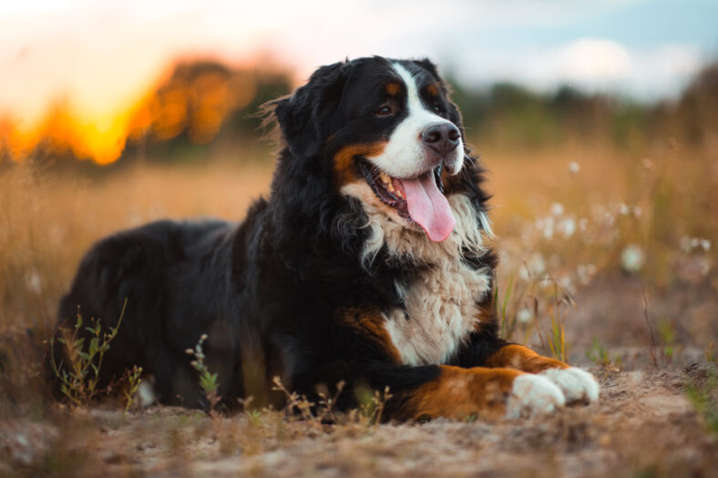 Portrait of happy bernese dog lying on sunny green field in sunset. Green yellow red grass and trees background.