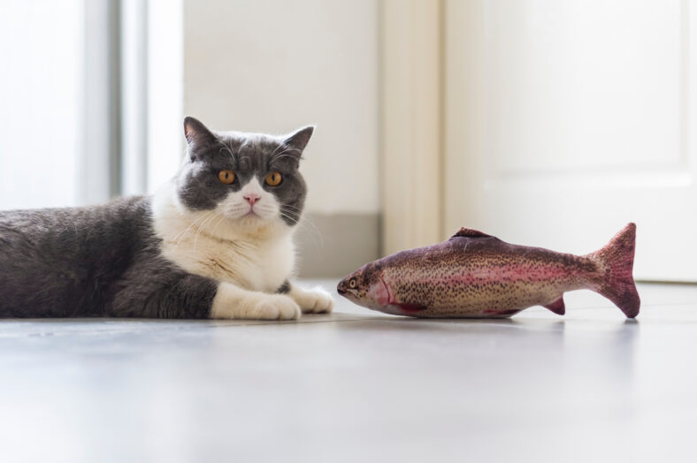 British shorthair and toy fish