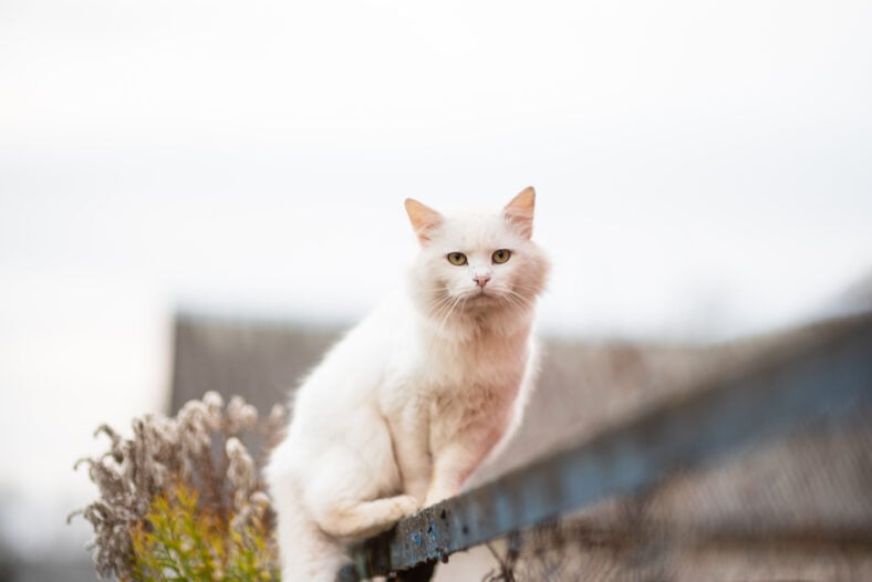 portrait of white cat on the street
