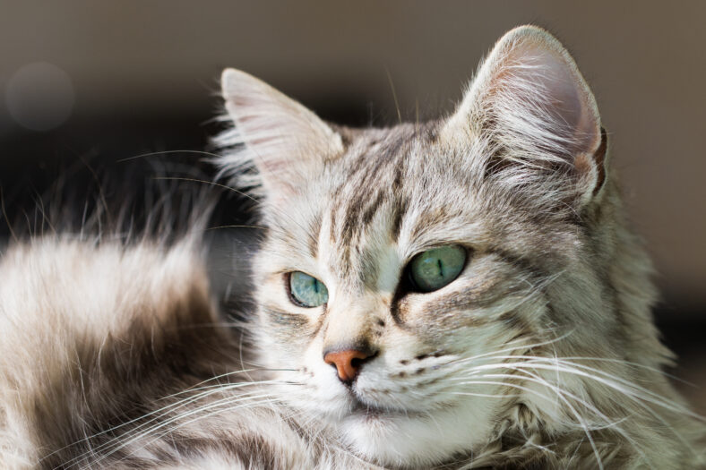 Cute haired cat of siberian breed in livestock. Hypoallergenic domestic kitten with long hair