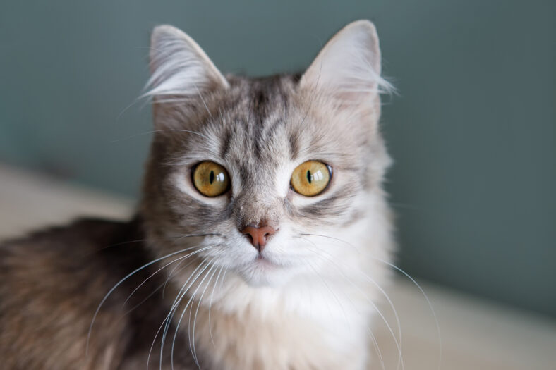 Charming gray fluffy cat with yellow eyes sits and looks at the camera.