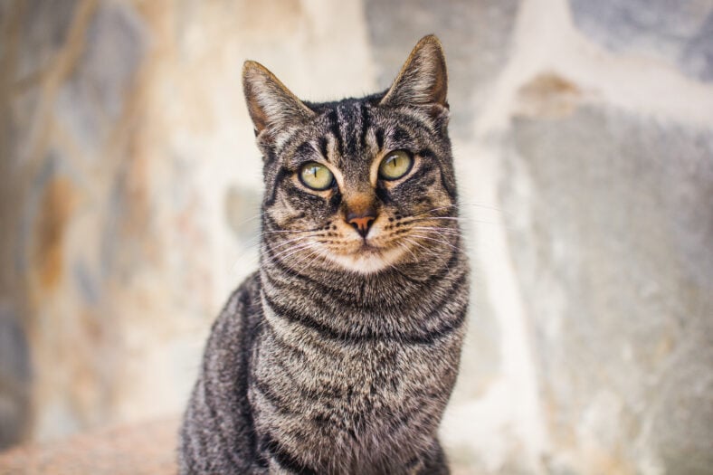tabby cat